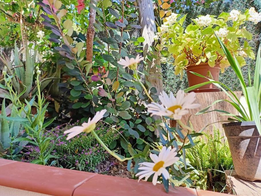 Villa Falconera Apartaments, Gandia A Las Faldas De La Montana Екстериор снимка