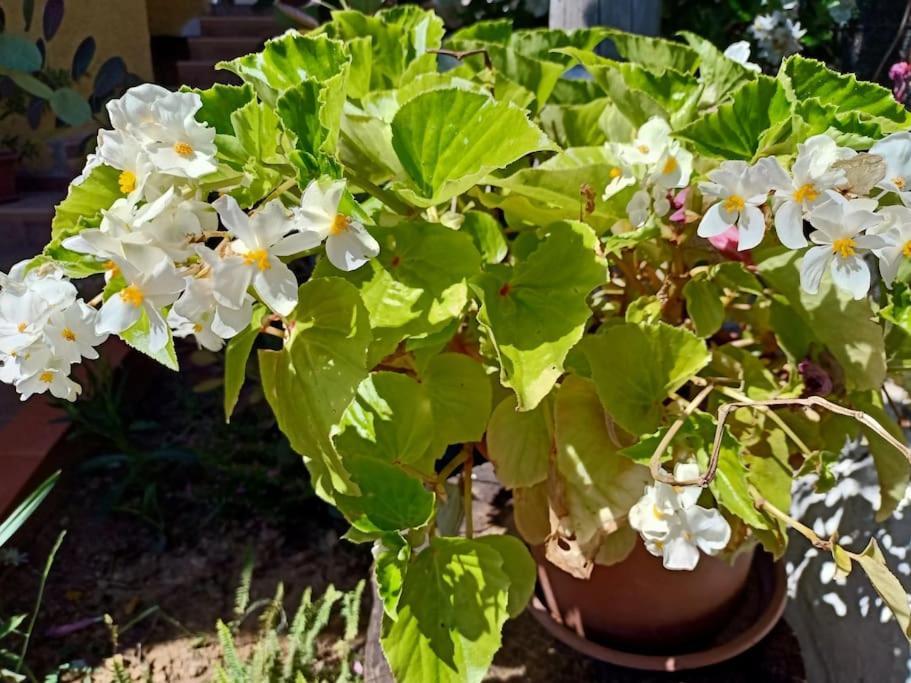 Villa Falconera Apartaments, Gandia A Las Faldas De La Montana Екстериор снимка
