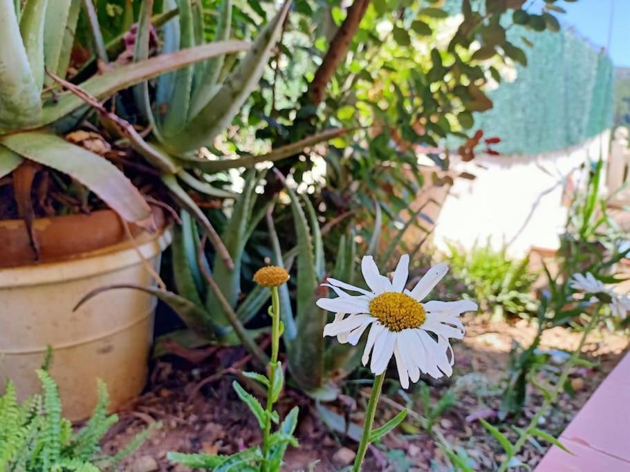 Villa Falconera Apartaments, Gandia A Las Faldas De La Montana Екстериор снимка