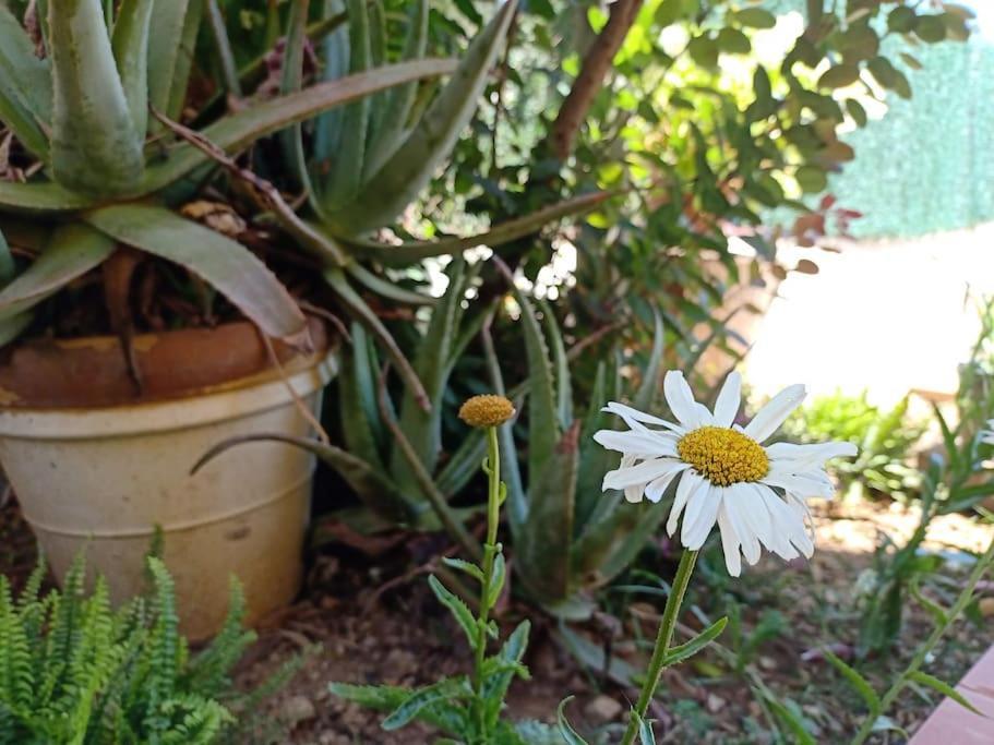 Villa Falconera Apartaments, Gandia A Las Faldas De La Montana Екстериор снимка
