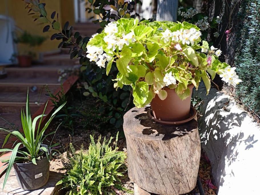 Villa Falconera Apartaments, Gandia A Las Faldas De La Montana Екстериор снимка