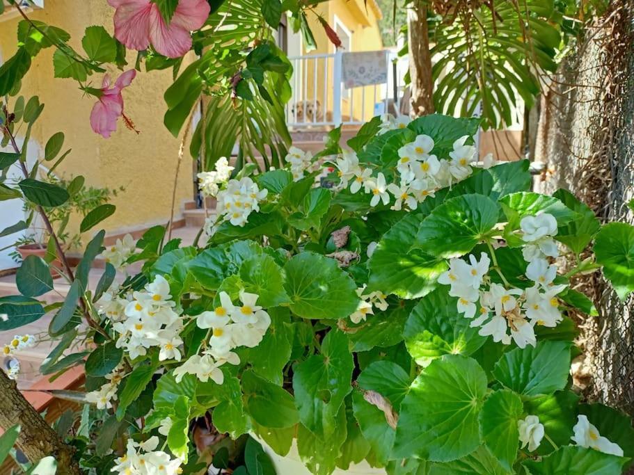 Villa Falconera Apartaments, Gandia A Las Faldas De La Montana Екстериор снимка
