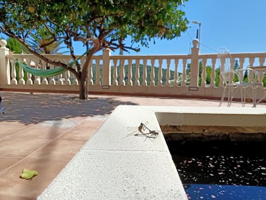 Villa Falconera Apartaments, Gandia A Las Faldas De La Montana Екстериор снимка